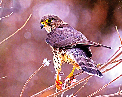 Hawk Picture taken by Stephan O'Donnell